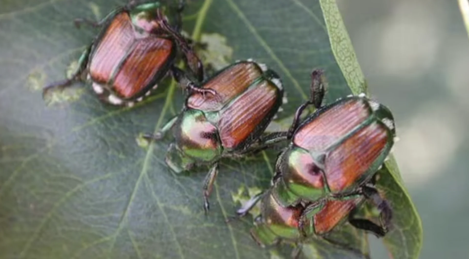 Hungry Japanese beetles a growing problem in parts of N.S.