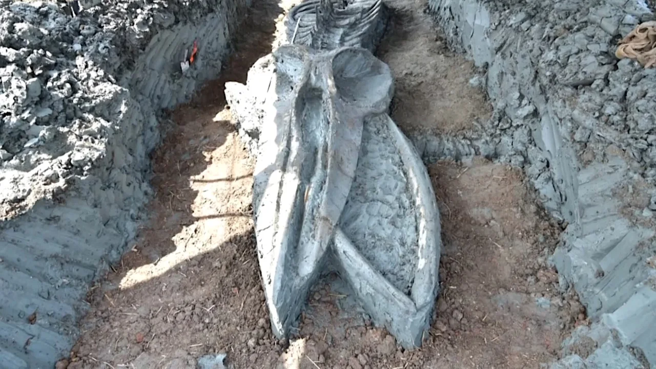 Whale skeleton in Thailand