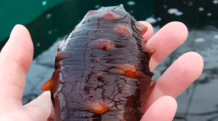 Sea cucumbers 'act like garbage trucks' to clean up ocean floor, researcher says