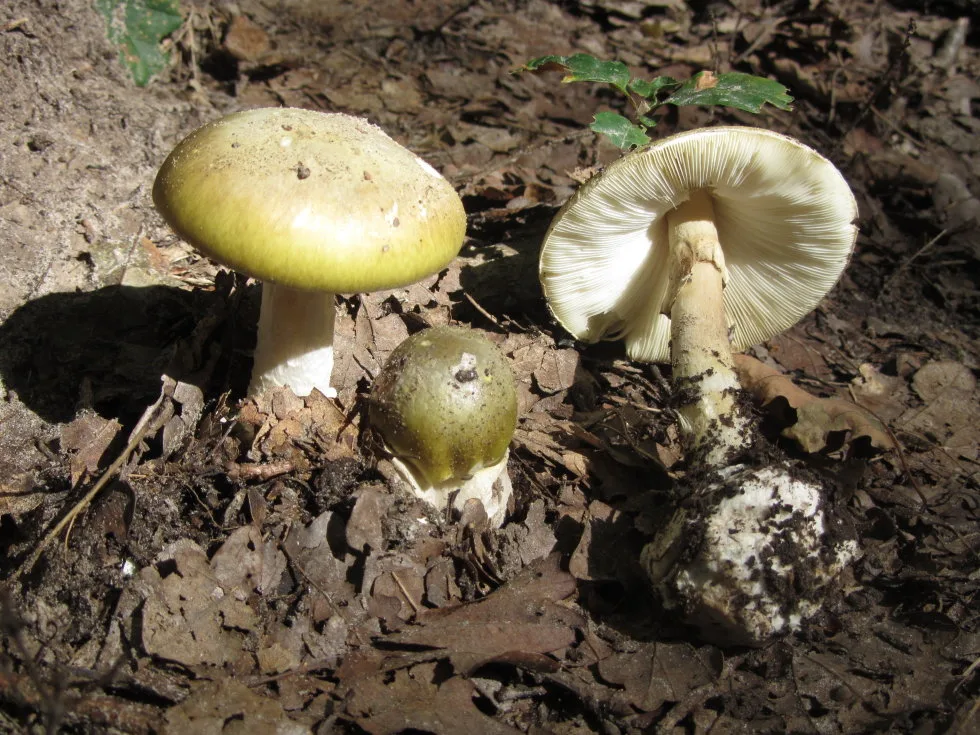 Un des champignons les plus dangereux du monde pourrait encore se répandre