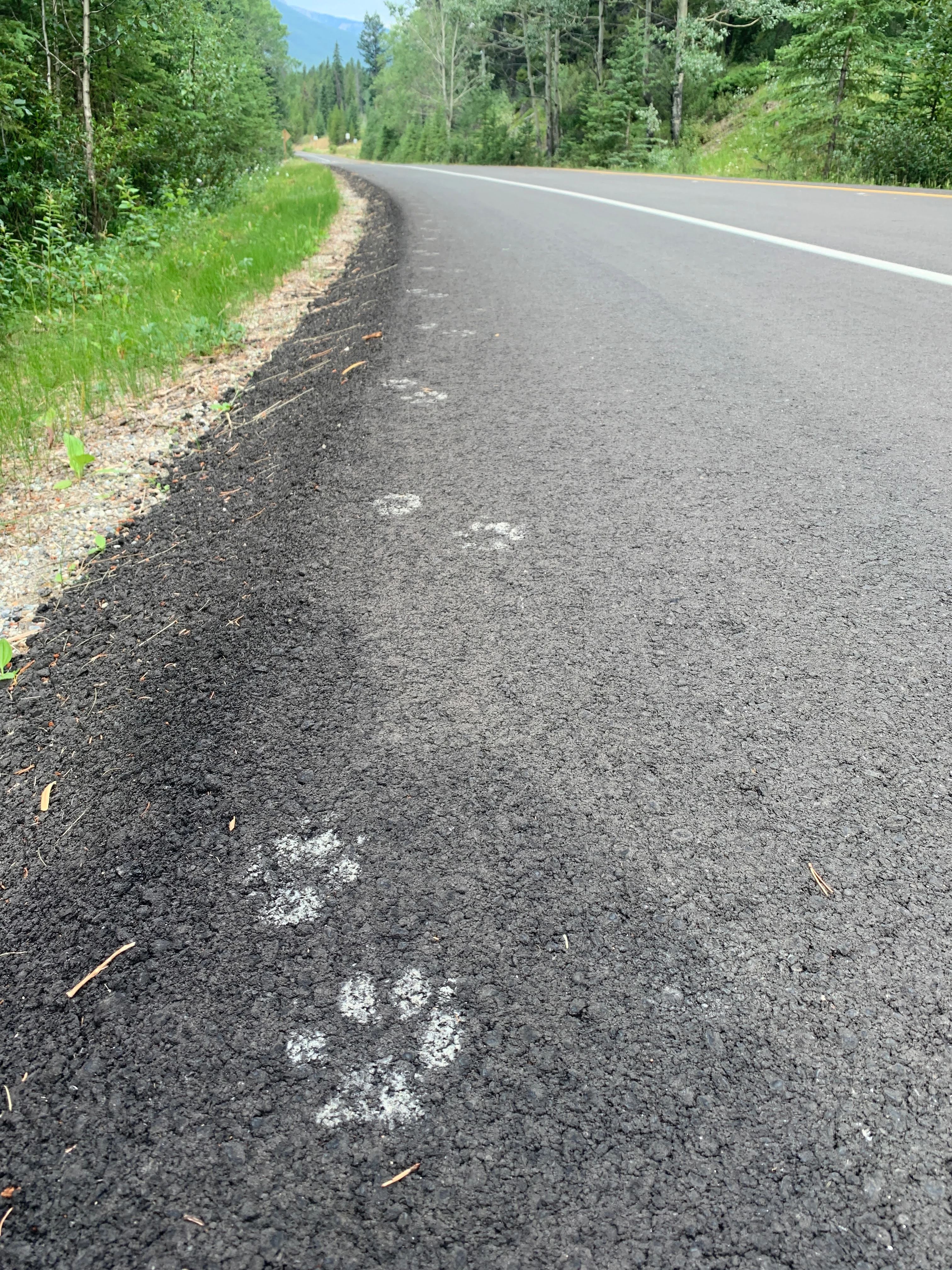Wolf tracks/AerinJacob/NCC/Submitted (do not reuse)