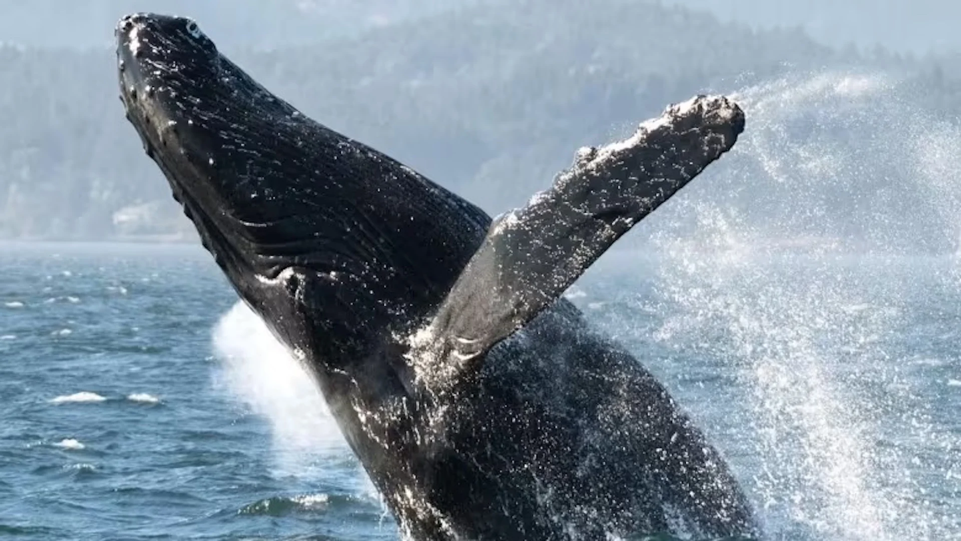 Why have there been more whale sightings in B.C.'s waters?