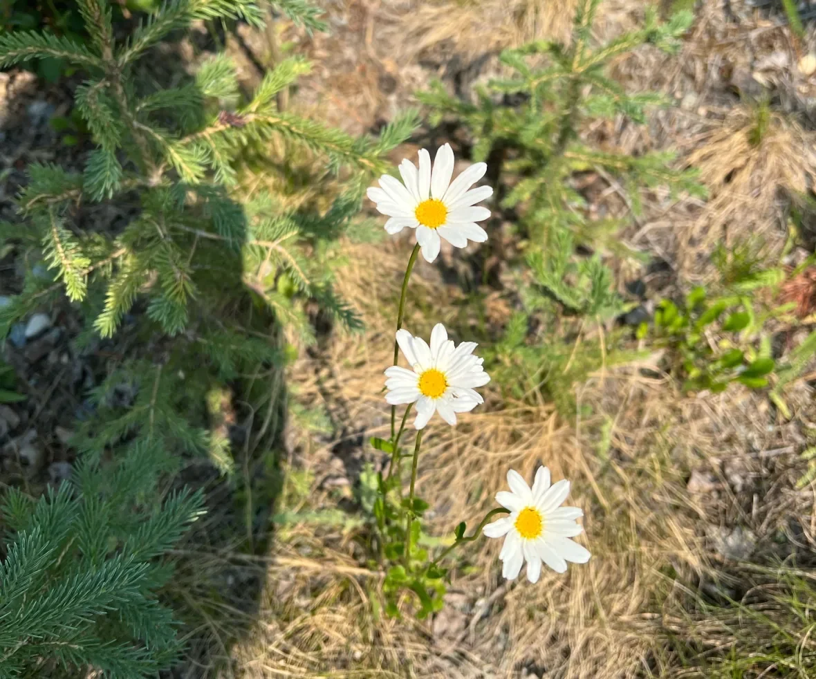 oxeye-daisy/Yukon Invasive Species Council via CBC