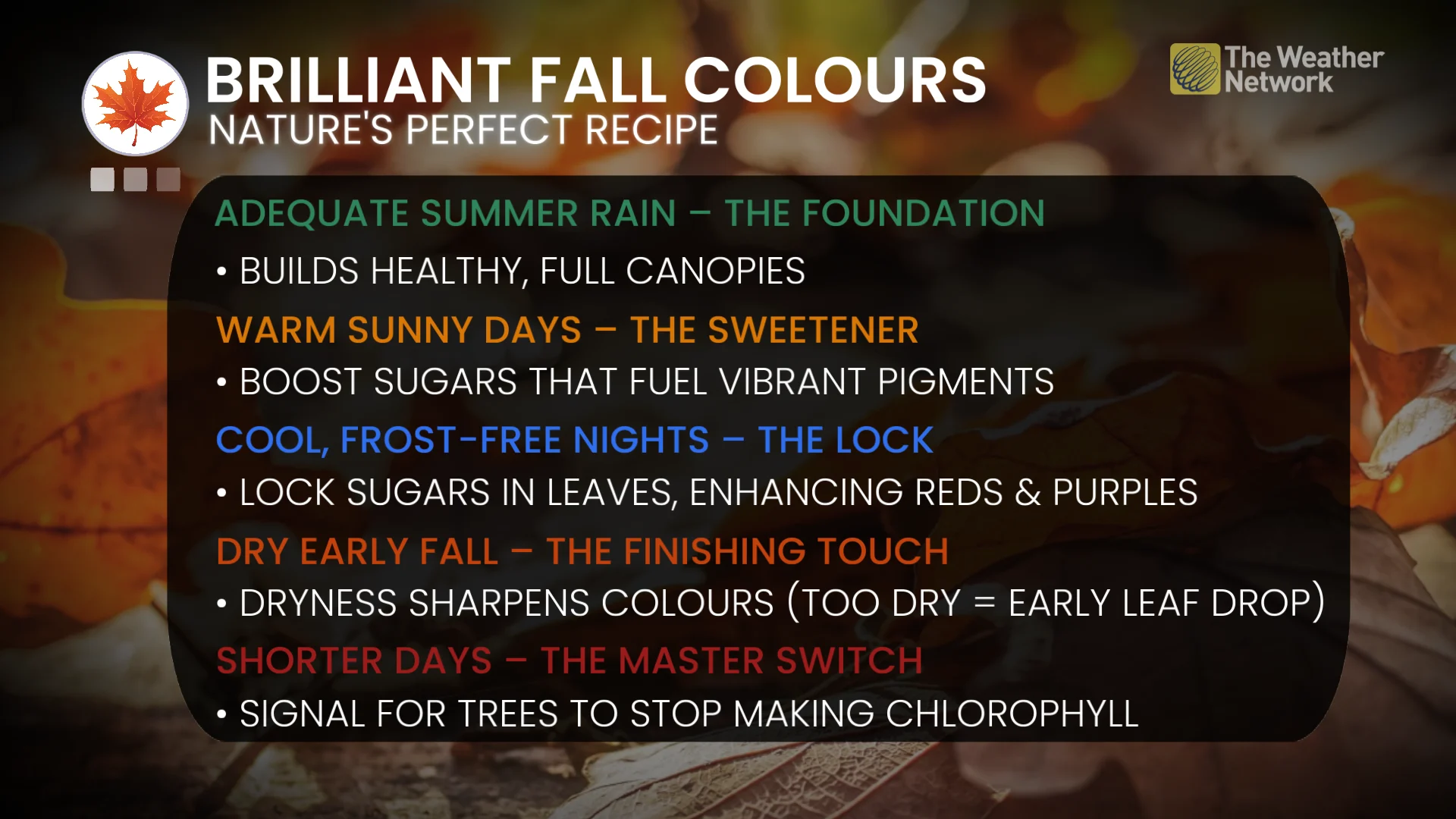 Brilliant fall colours/nature's recipe explainer