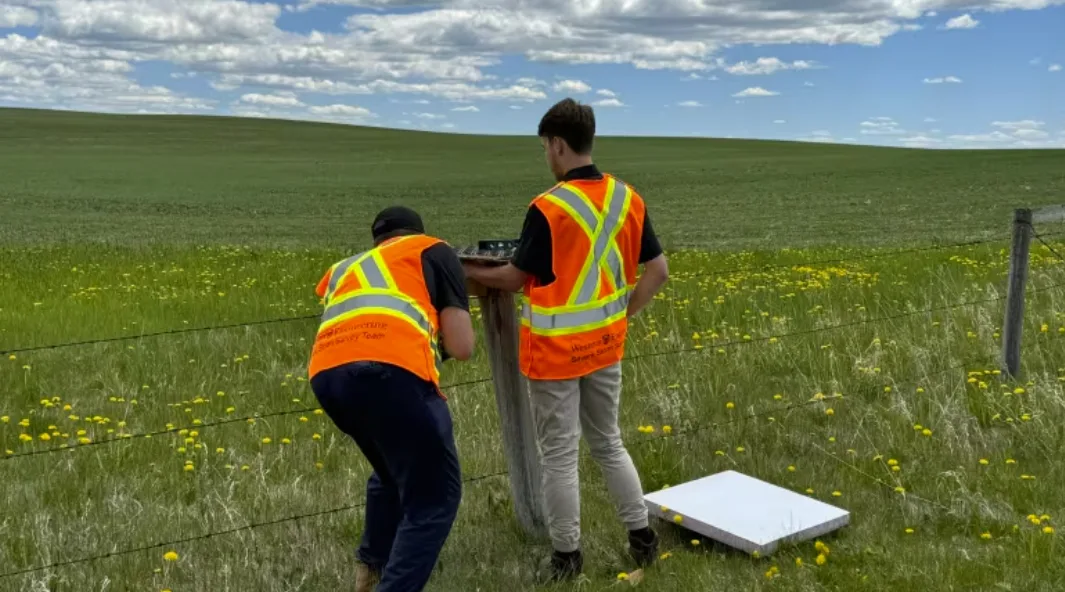 CBC: Researchers from Western University are measuring hail damage in southern Alberta with tools like this hail pad, lower right. (@NHP_field/X)