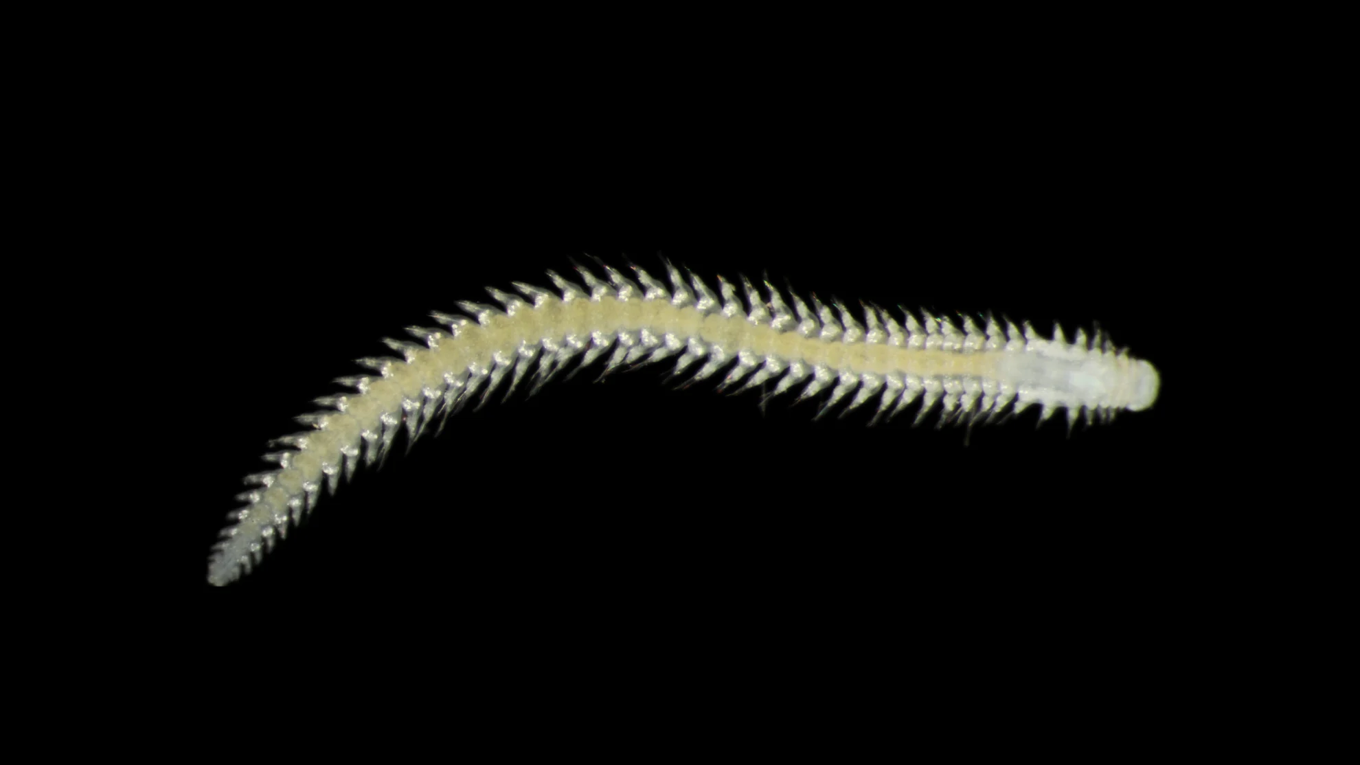 Natural History Museum, London & Göteborgs universitet - Deep sea worm
