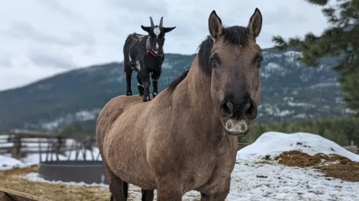 Horseback-riding goat a hit on B.C. farm