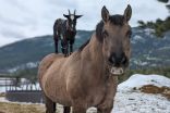 Horseback-riding goat a hit on B.C. farm
