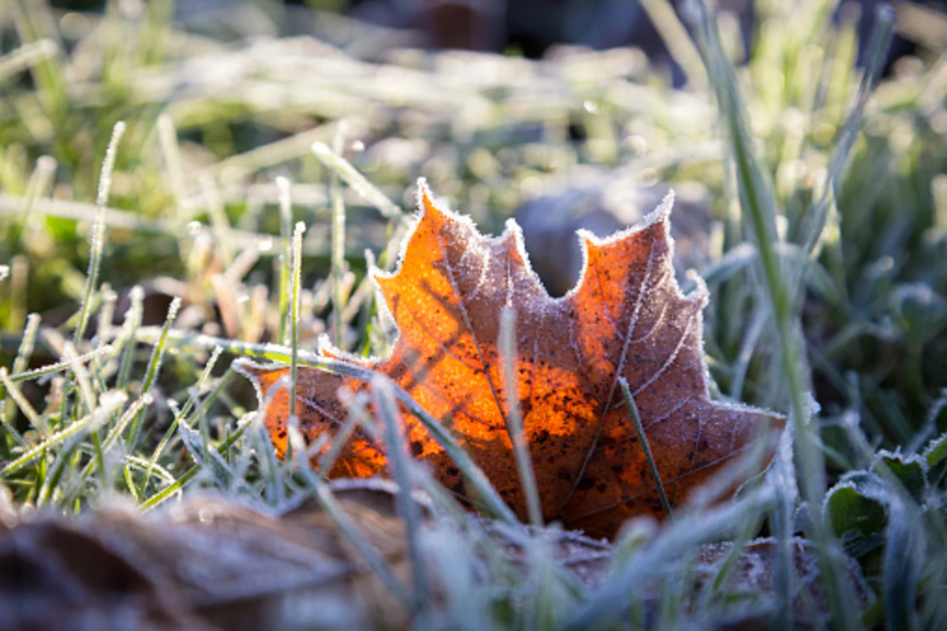 A frost-less fall, Canadian seasons shifting before our eyes