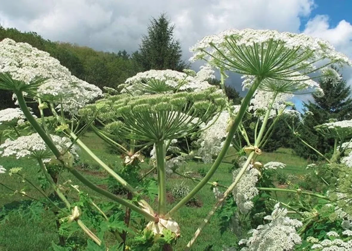 hogweed/Submitted by Ontario Environment and Energy Ministry via CBC