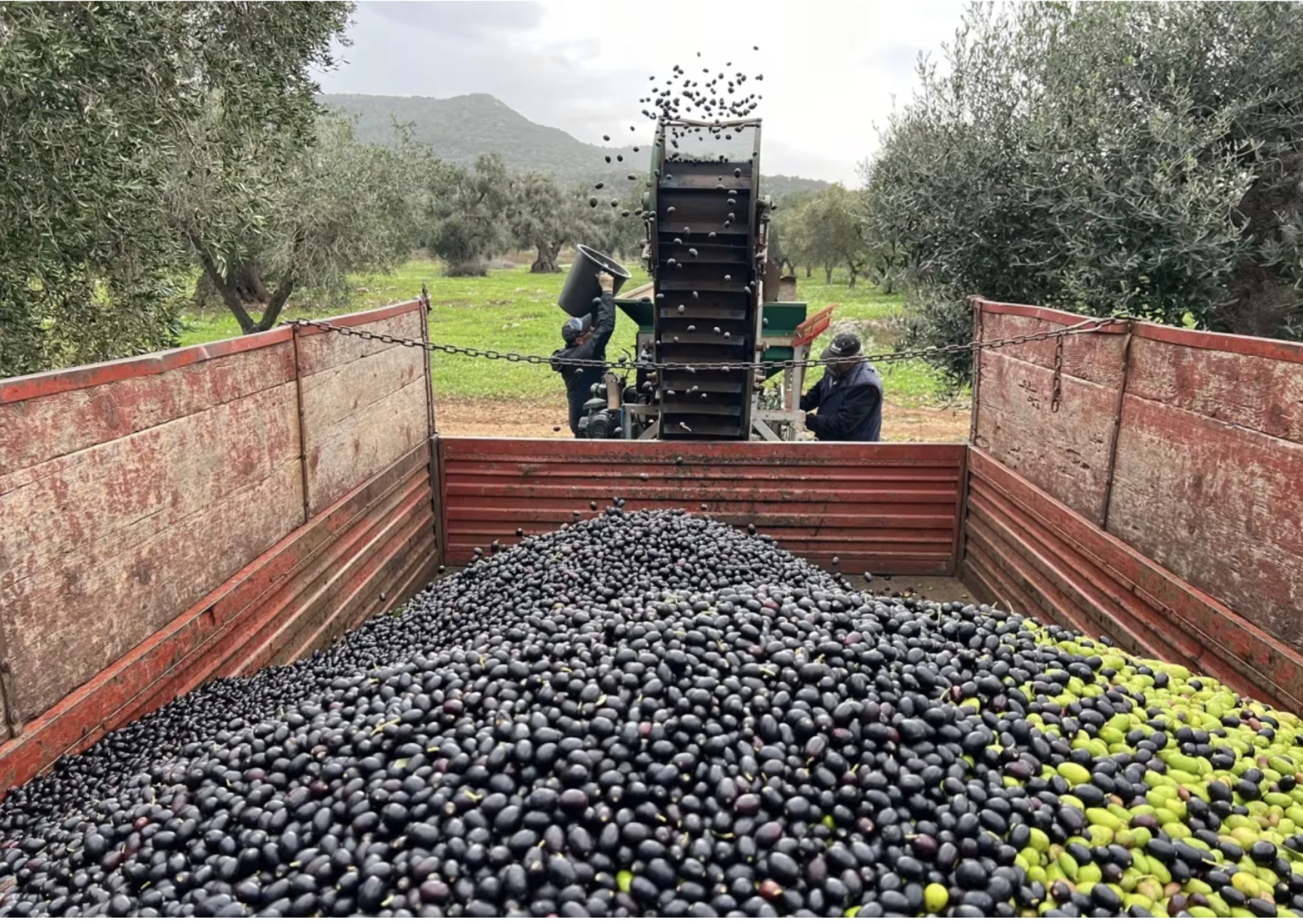 Olive oil is getting more expensive — and these Italian farmers can tell you why