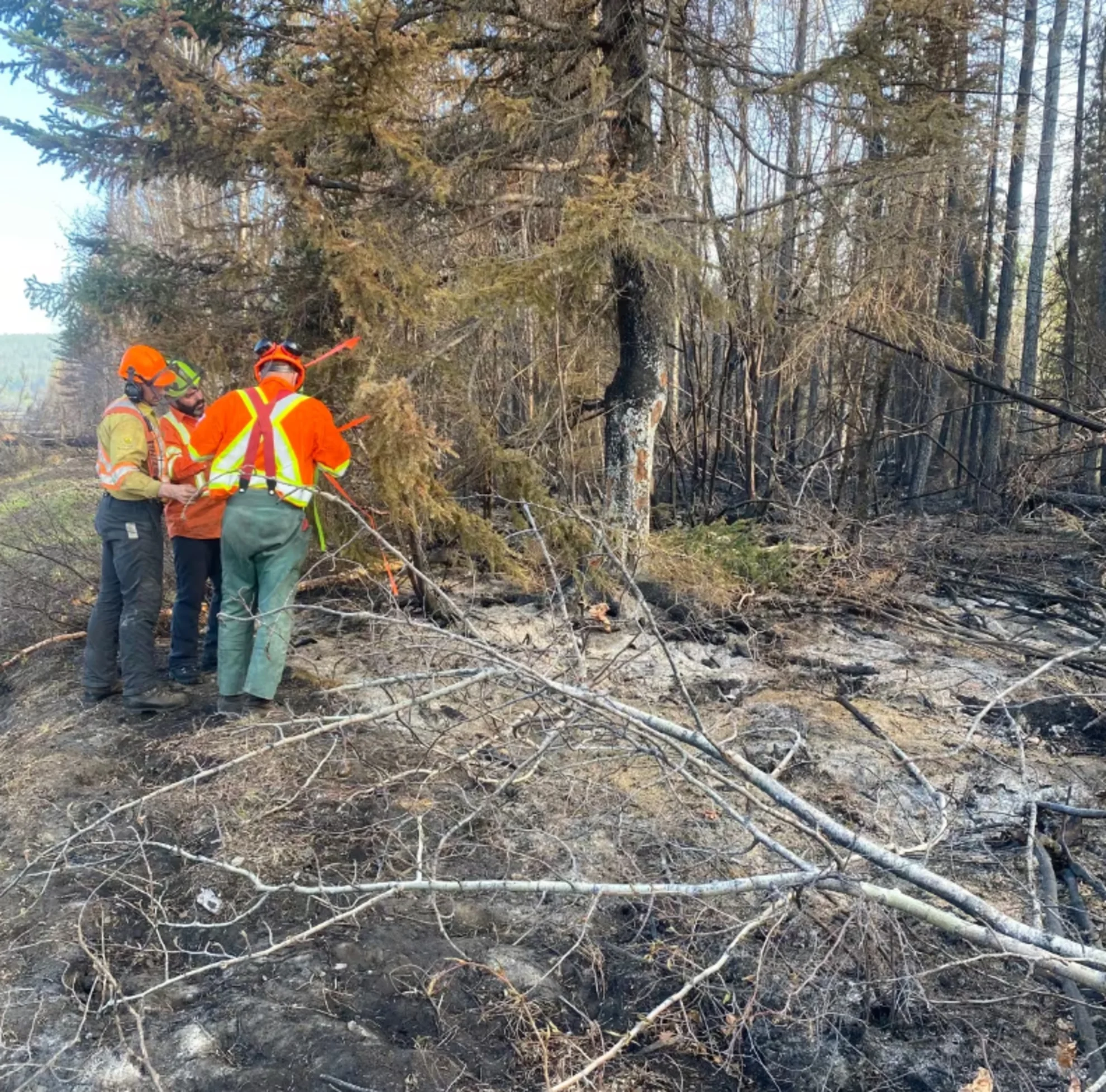 B.C. wildfire fighters assess trees that are at danger of falling as they work to contain the Parker Lake wildfire near Fort Nelson on May 19 - BC Wildfire Service