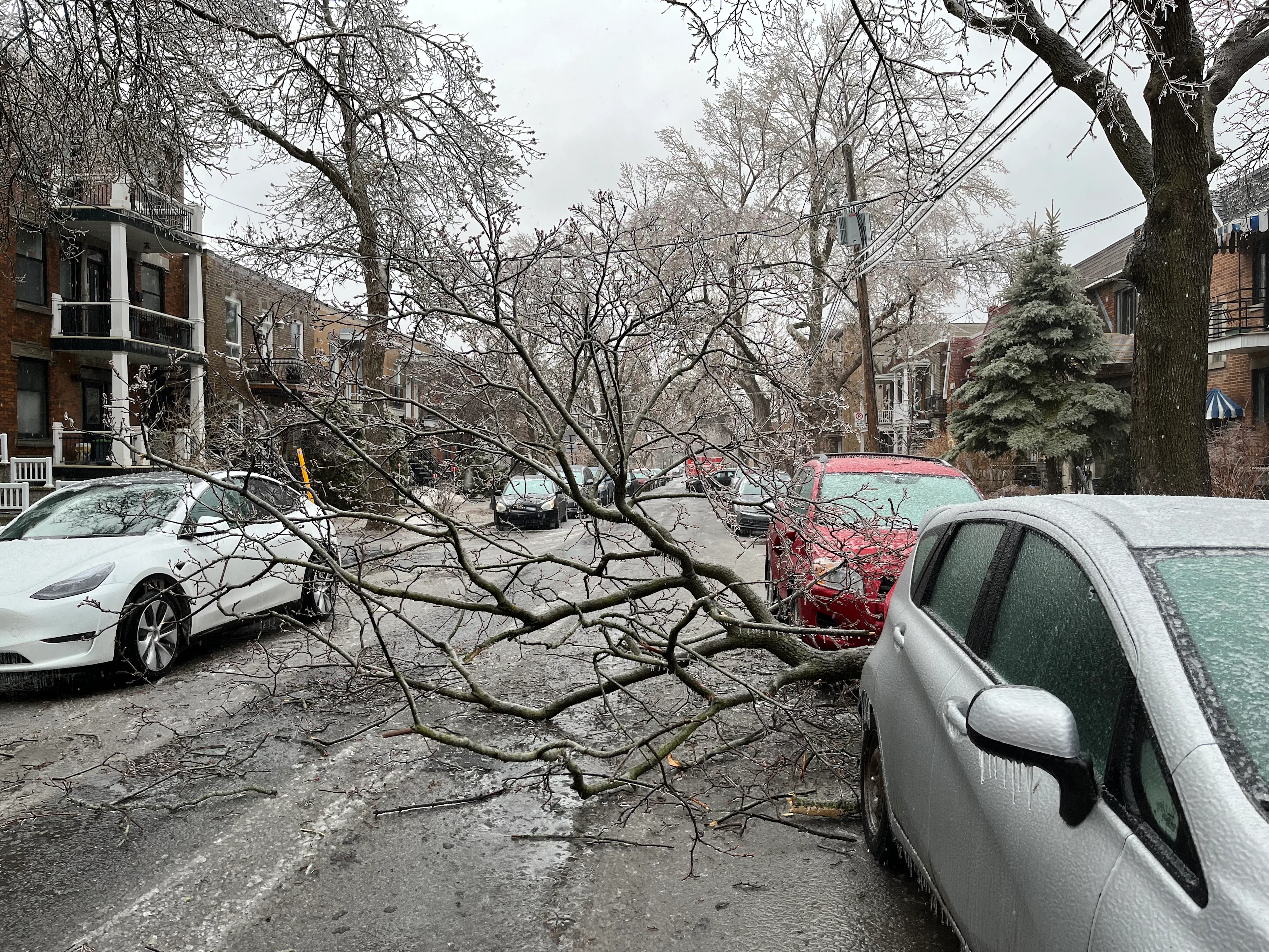 Branches sur la route