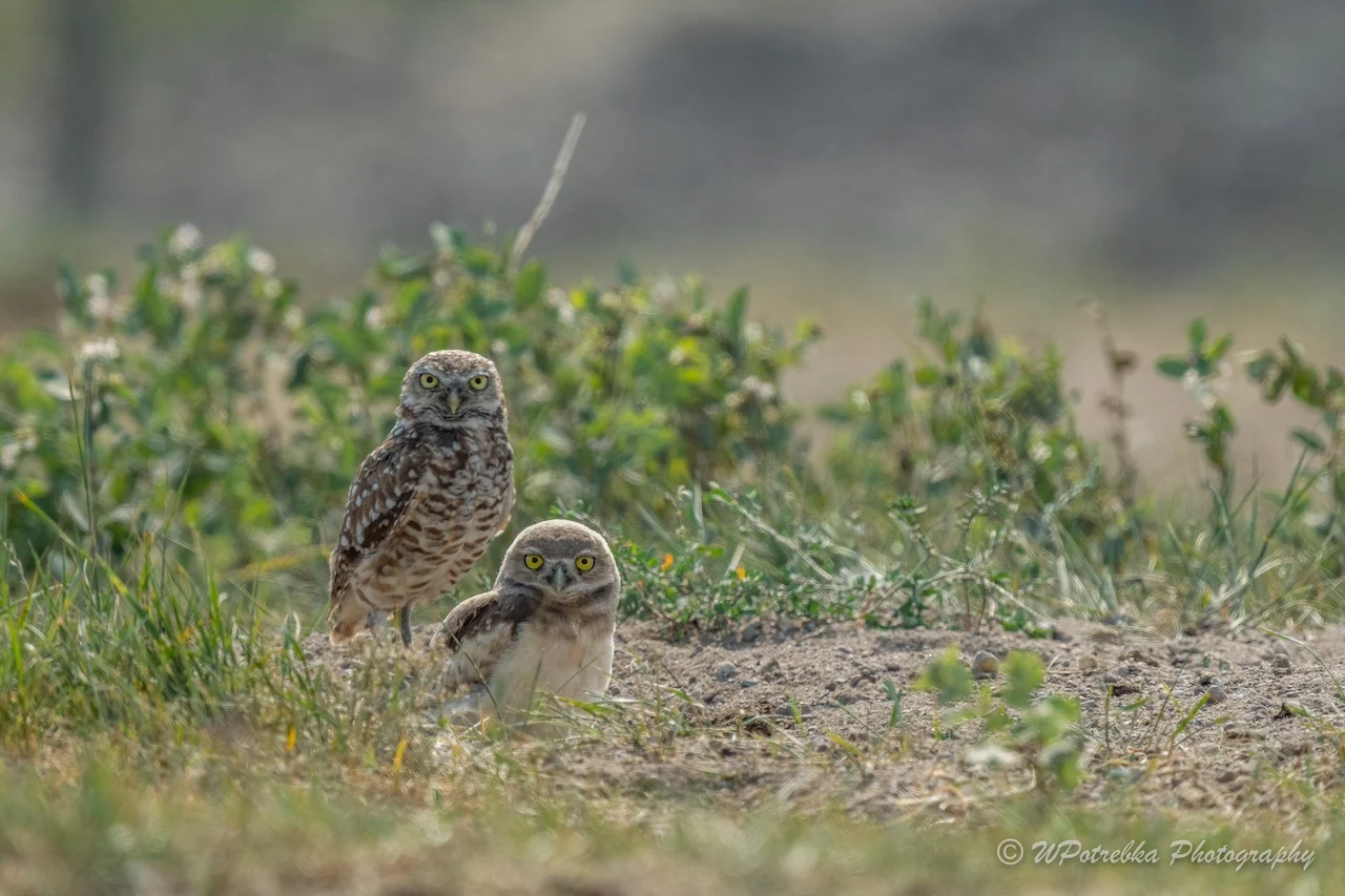 Adult and Young Burrowing Owls - Jackson Pipestone W Potrebrka Photography