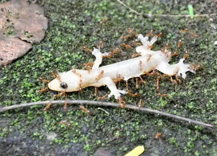 Les fourmis contribuent à la propagation d’espèces invasives