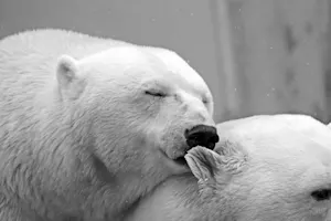 L'évolution en marche : des ours polaires défient le réchauffement. Détails ici. 