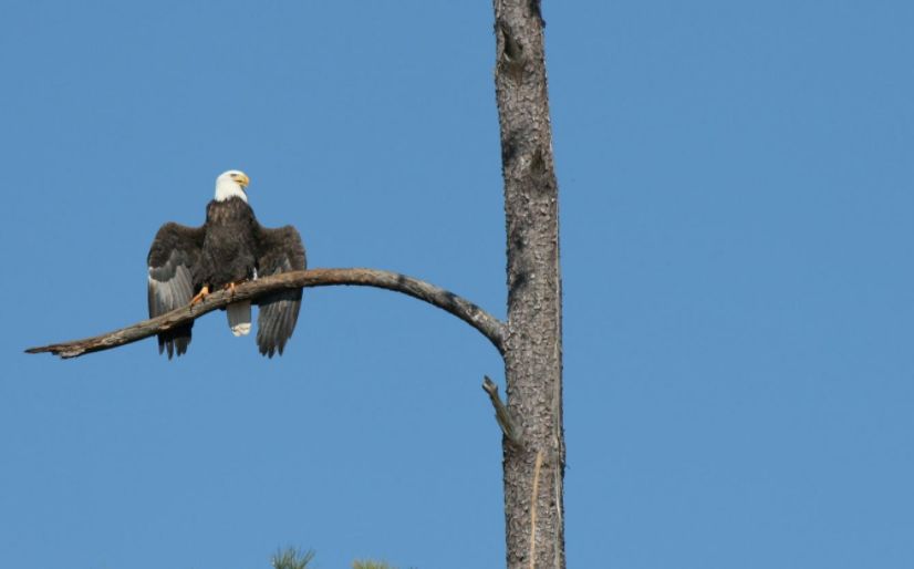 Cause of mysterious autumn bald eagle deaths pinpointed in new study