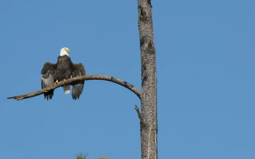 Cause of mysterious autumn bald eagle deaths pinpointed in new study