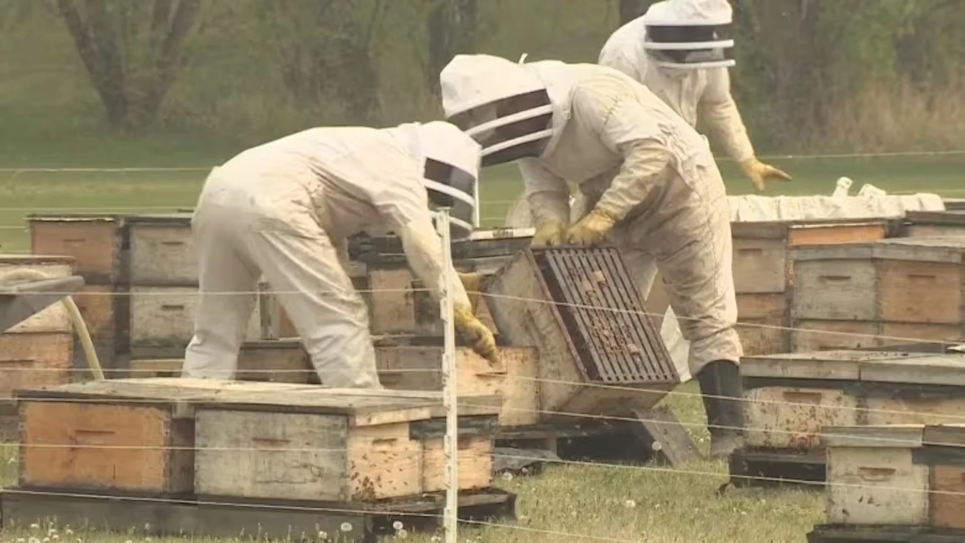 Alberta beekeepers, conservation experts worry about wildfire impact on bees