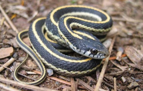 Hot weather is waking B.C. snakes from their slumber. Here's how to  identify them