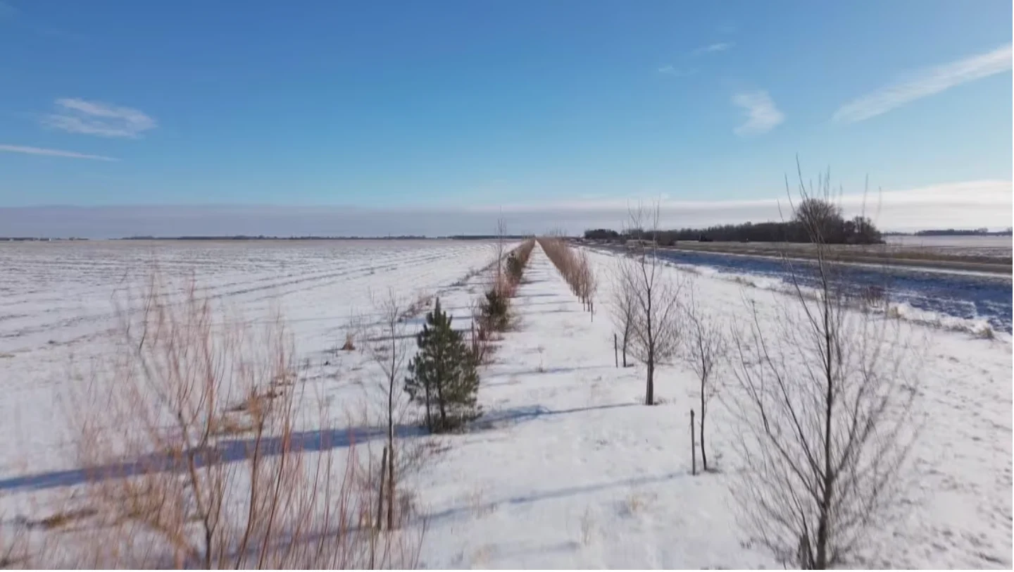 CBC - Three rows of trees have been planted along a 30-kilometre stretch of the Trans-Canada Highway west of Winnipeg. This section of highway is prone to closures and poor winter conditions. (Jaison Empson/CBC)