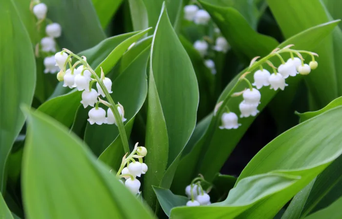 Mai sera le sauveur de notre printemps. Voyez plutôt.  