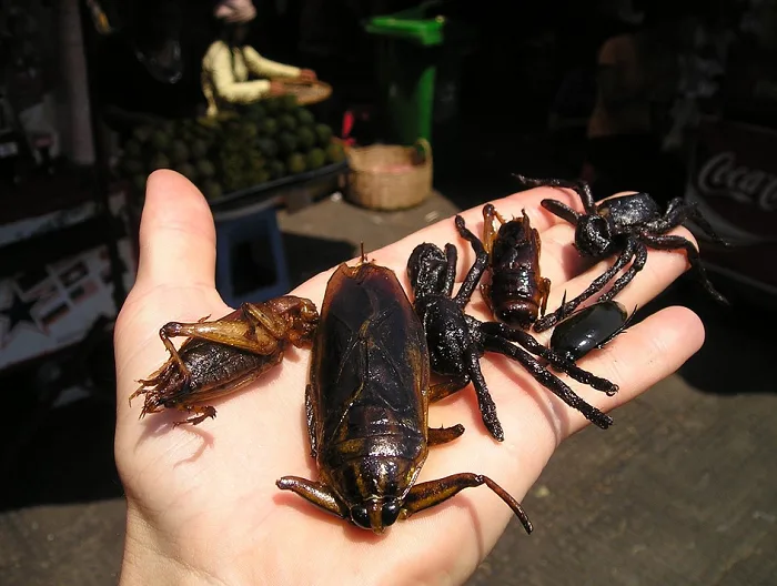 Eating insects is good for you — and the planet