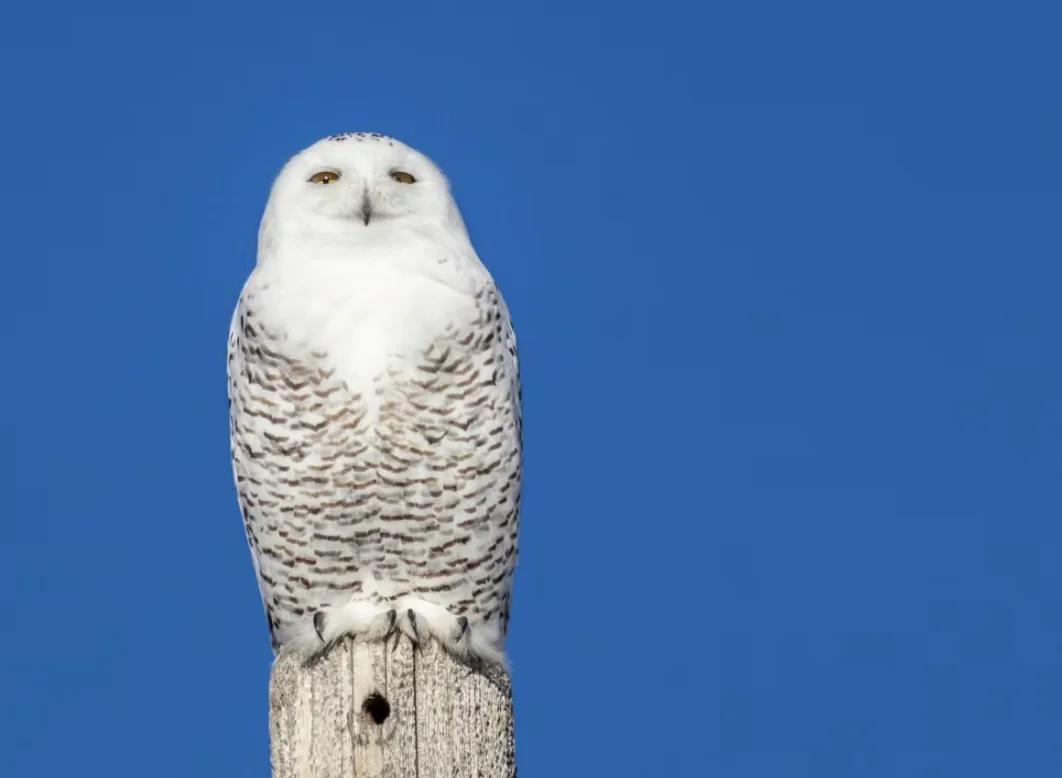CBC: Snowy Owl (Submitted by Cathy Wall )