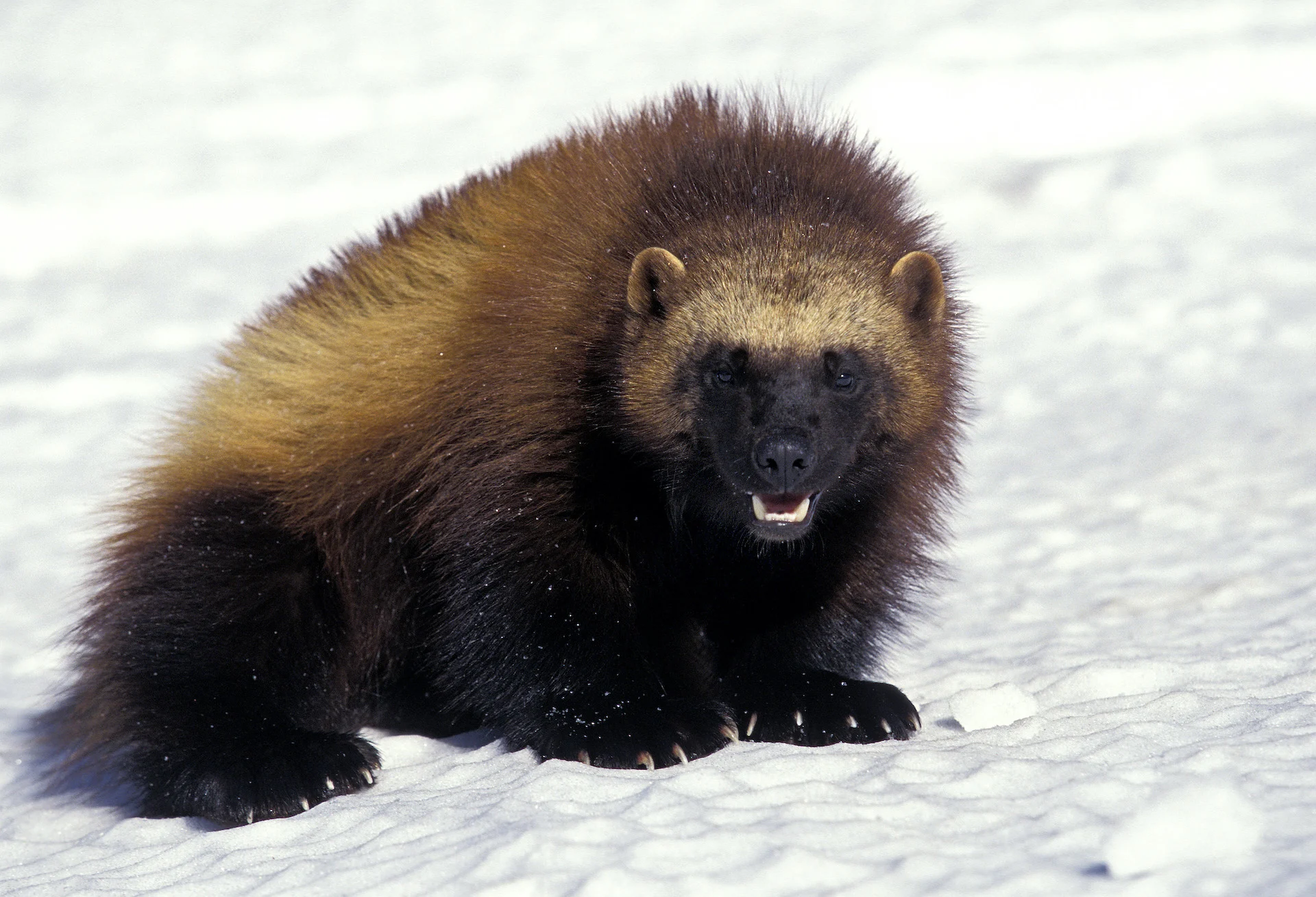 U.S. lists wolverine as threatened species, citing climate change
