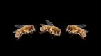 Bees and thunderclouds: More alike than you may think