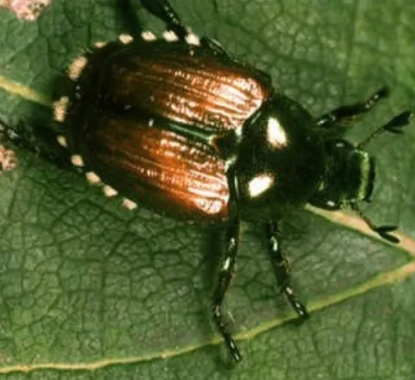 Vancouver employs insecticide to battle invasive beetle