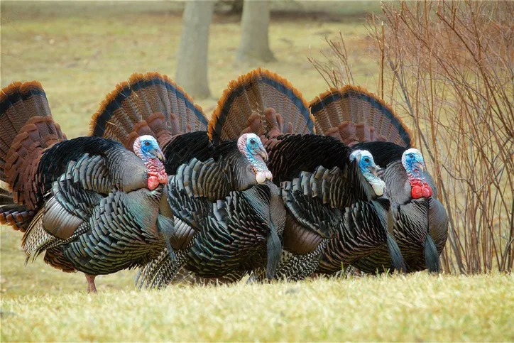 Wild turkeys attack pregnant woman twice in one week