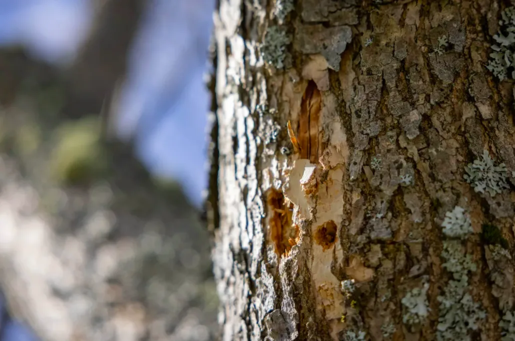 A tree infected by the emerald ash borer in DeWolf Park is shown. (Robert Short/CBC)