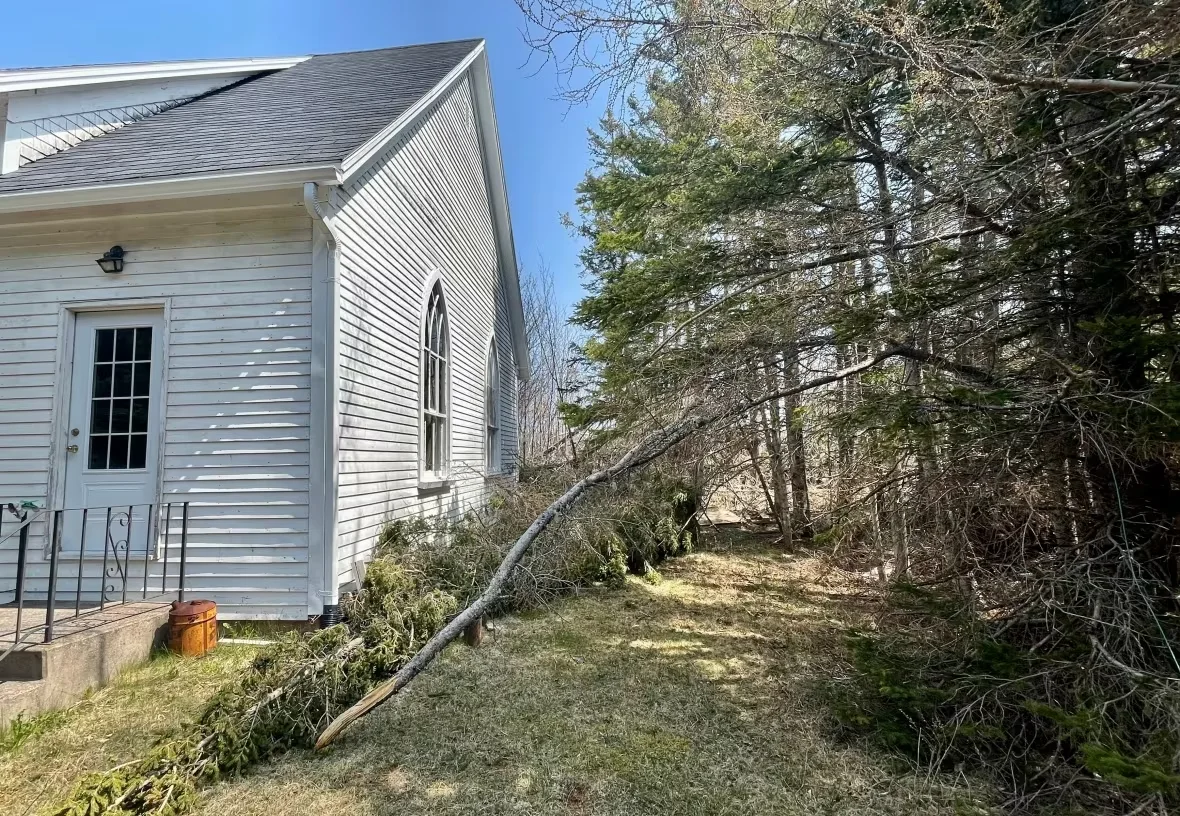 (CBC) Tree remains down after Fiona in PEI