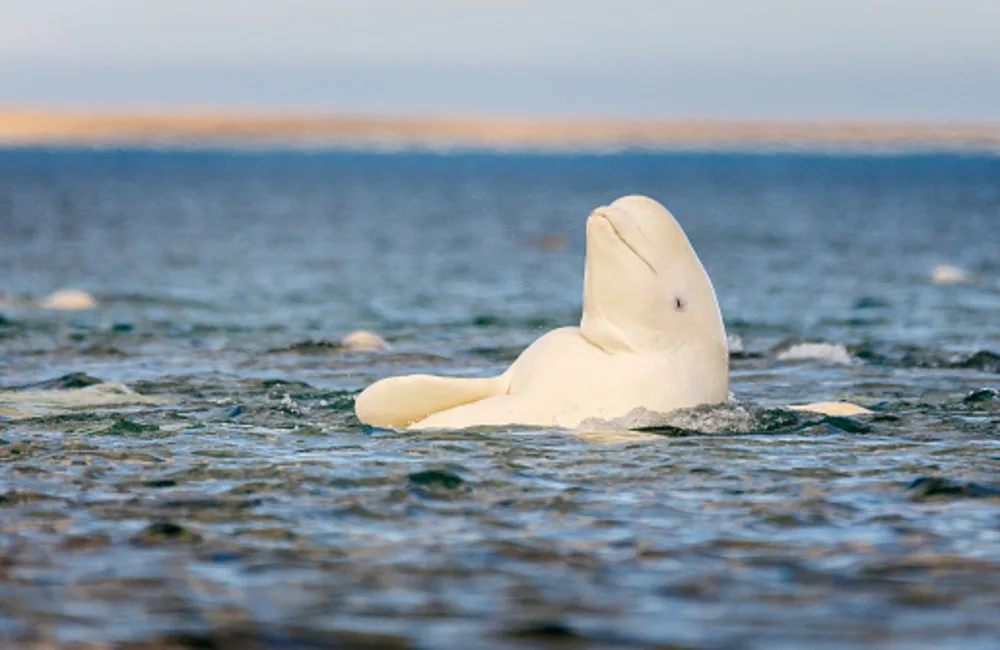 Researchers find microplastics in every beluga whale they tested