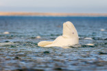New study suggests belugas form social circles similar to the way humans do