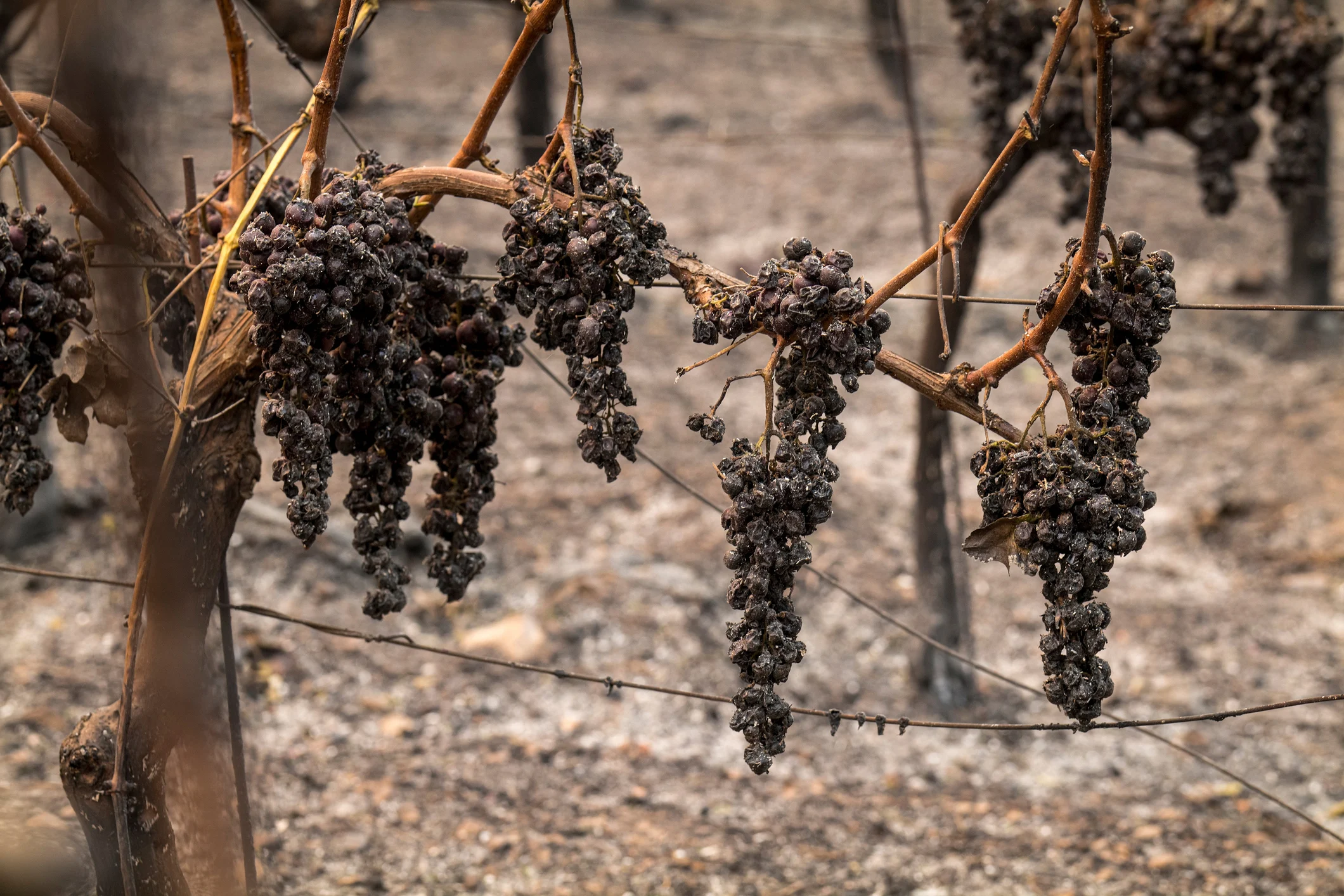 grapes california fire damage (Bloomberg Creative. Bloomberg Creative Photos. Getty Images)