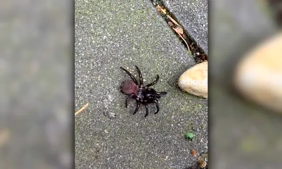 Massive, rarely seen spider spotted in British Columbia