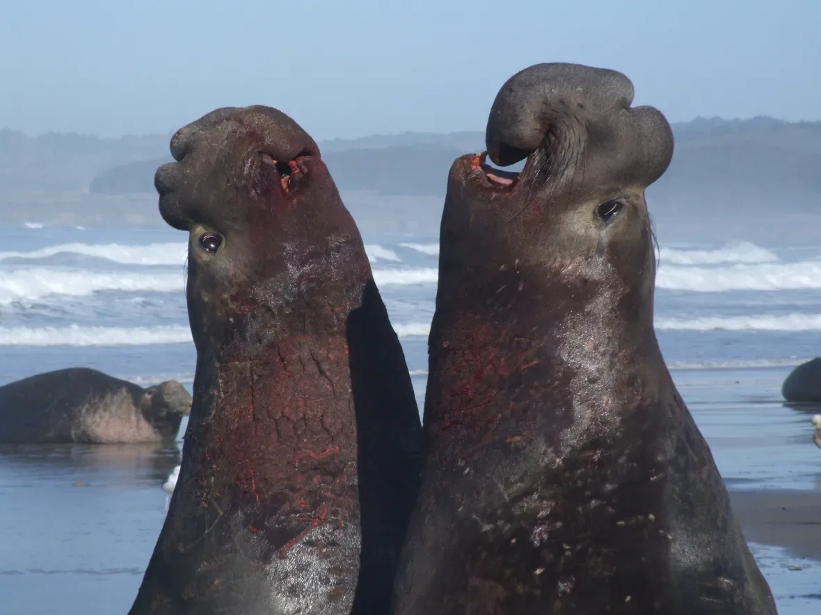 elephant-seal-rhythm/Current Biology