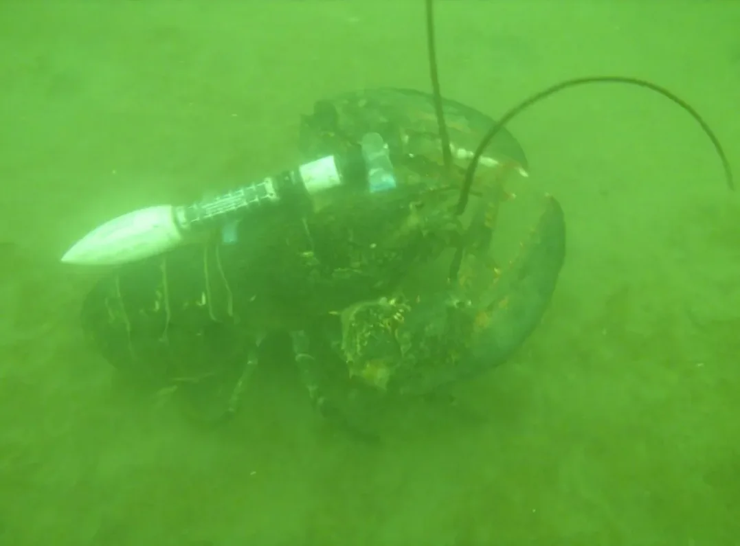 CBC: A lobster fitted with a custom harness and satellite tag as part of Rémy Rochette's research. (Submitted by Rémy Rochette)