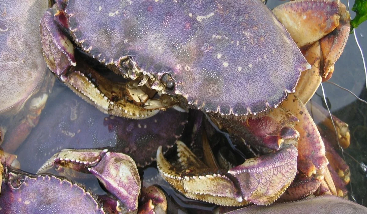 Les carapaces de crabes rongées par l’acidification des océans