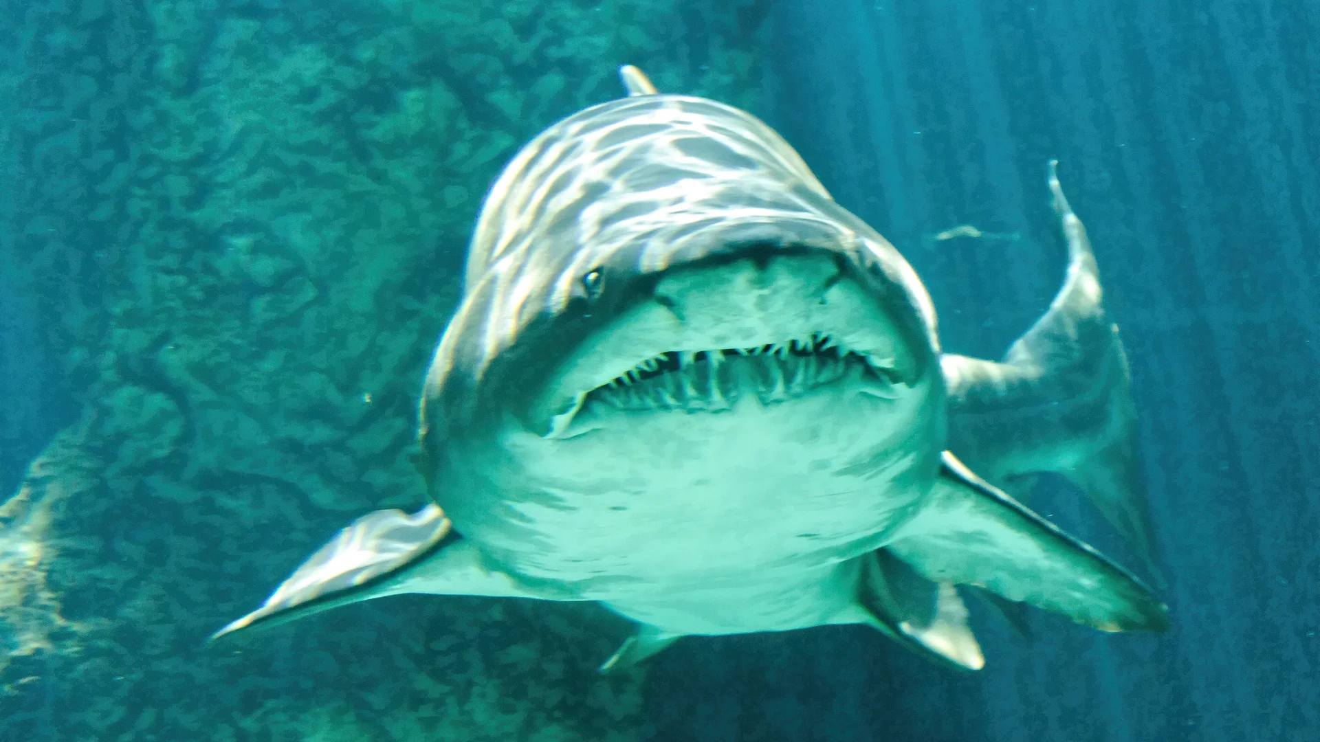 Warming waters have caused bull sharks to act differently