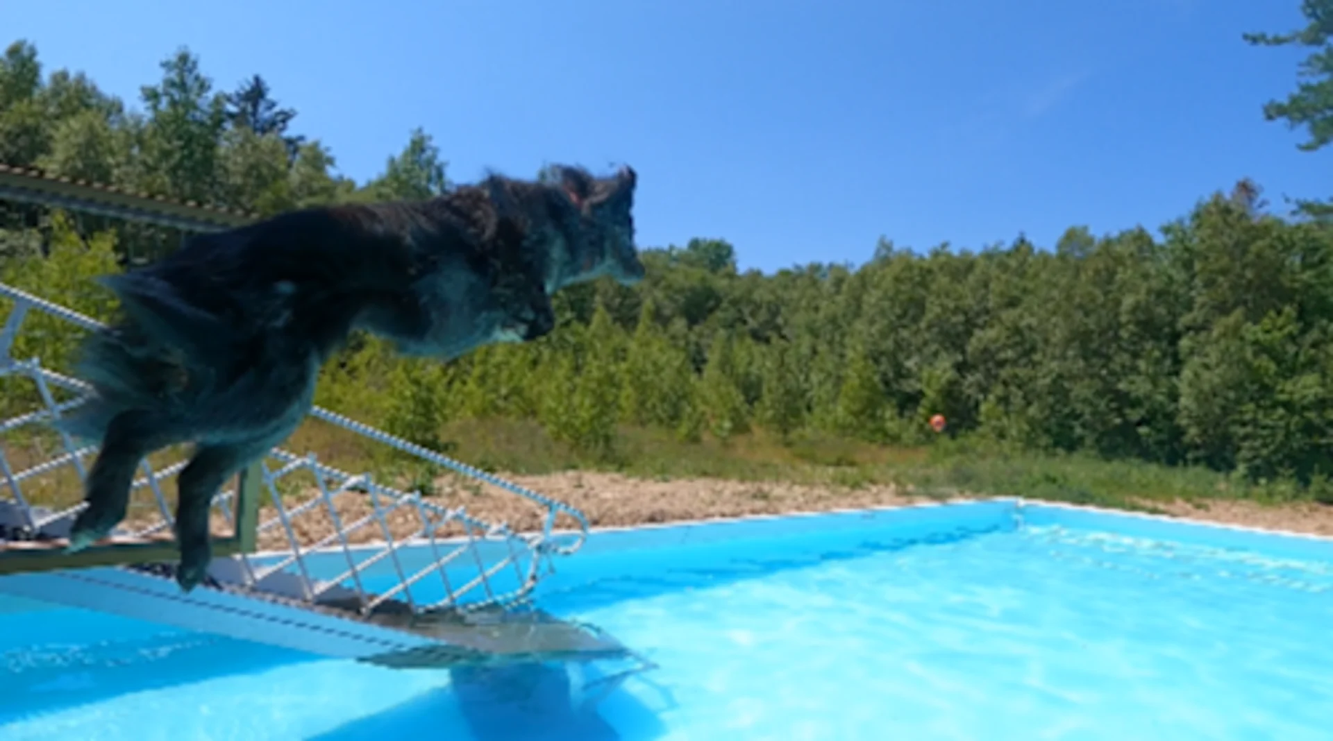 Dog practicing dock diving at the Crazy Dog Splash Pad in St. Croix, N.S. (Nathan Coleman/TWN)