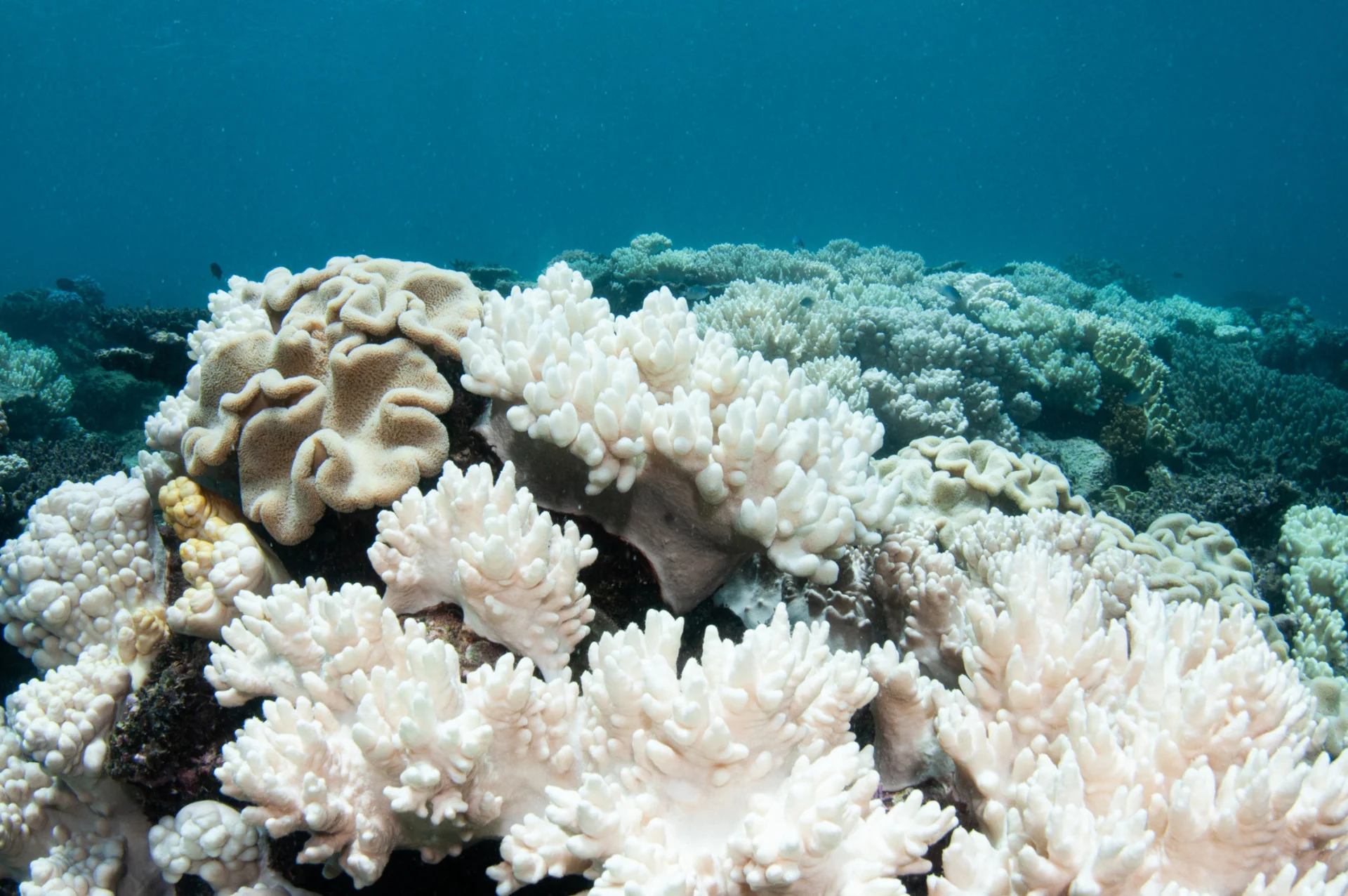 World's coral reefs facing another mass bleaching event — maybe the biggest ever