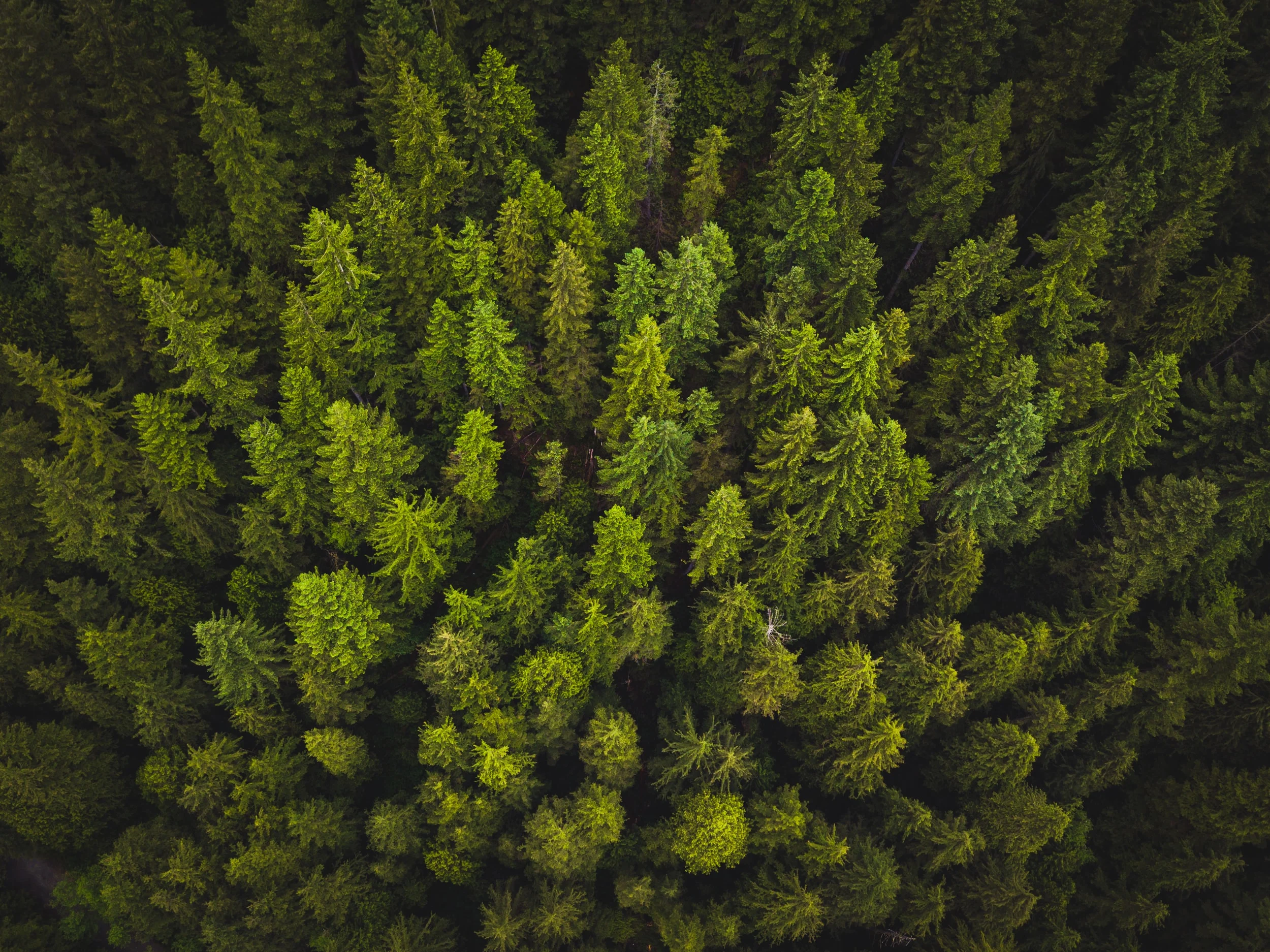 aerial view of trees Credit: spencer watson via unsplash