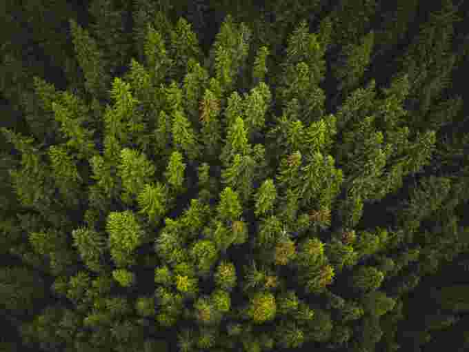 aerial view of trees Credit: spencer watson via unsplash