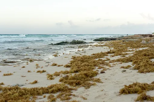 3 facts about the smelly problem invading Mexico's beaches