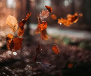 Voici pourquoi certains arbres perdent déjà leurs feuilles. 