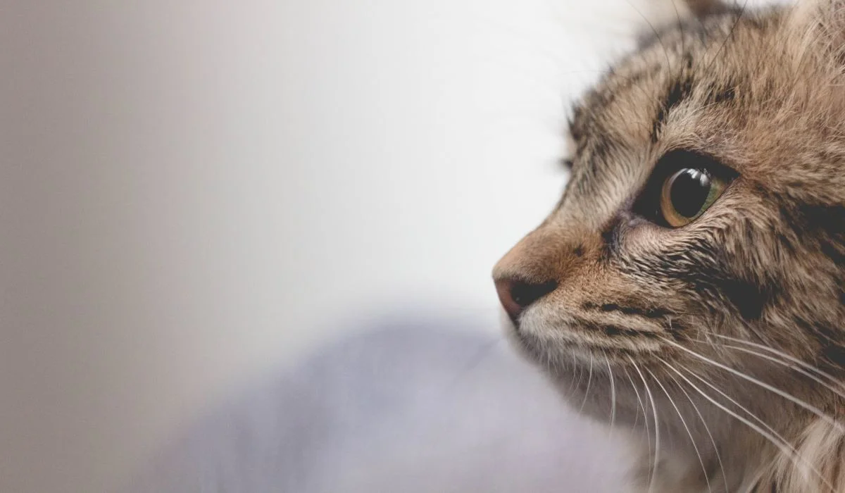 Deux milliards d'animaux tués par les chats... annuellement