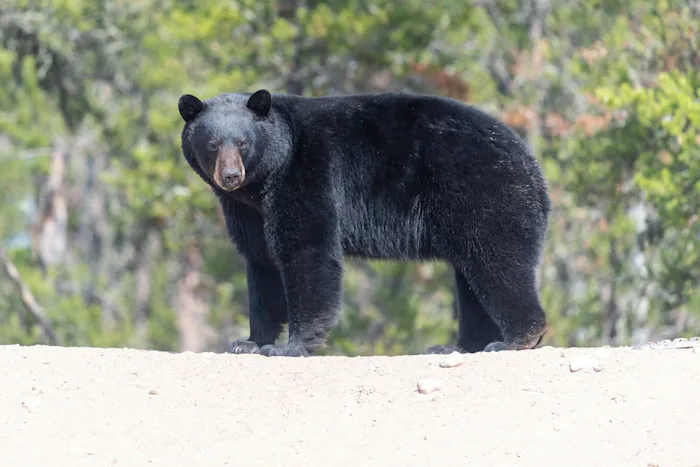 Ours noir